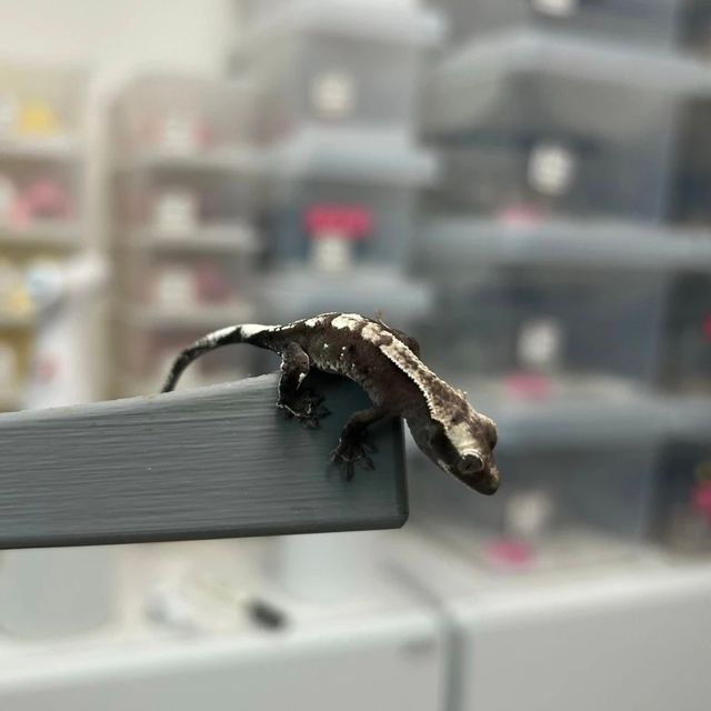 아잔틱