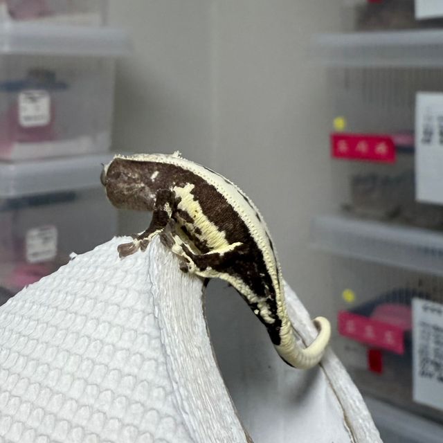 릴잔틱