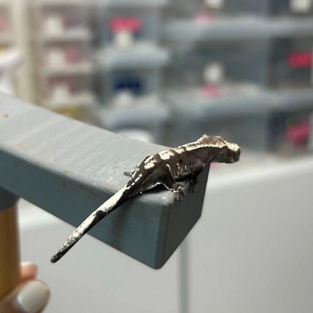 아잔틱