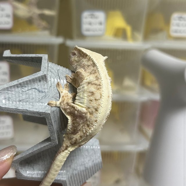 릴리100%헷아잔틱