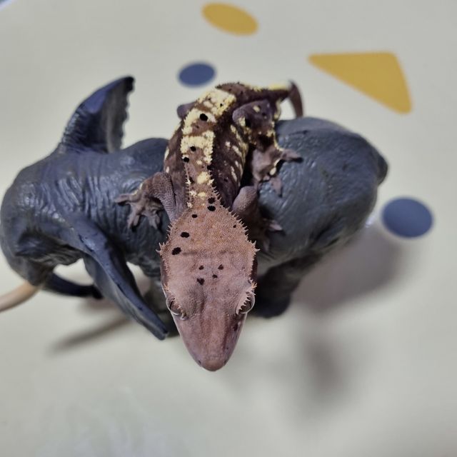 카푸치노 트라이 달마시안