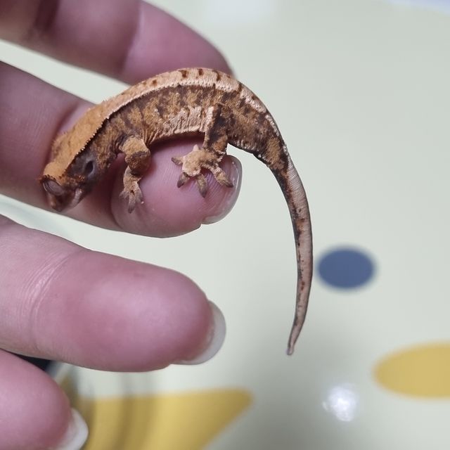 트라이 익스트림할리퀸