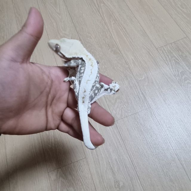 릴리화이트