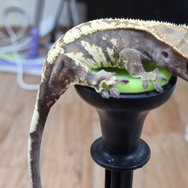 카푸치노
