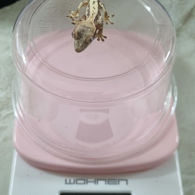프라푸치노