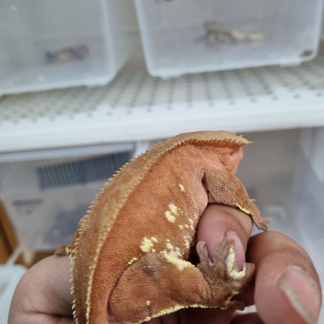 레드