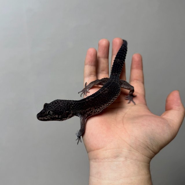 블랙나이트 만다린