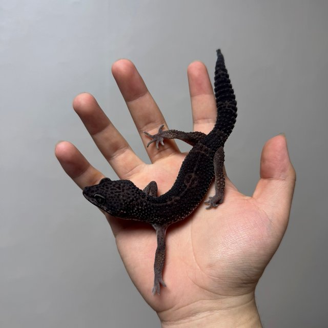 블랙나이트 만다린