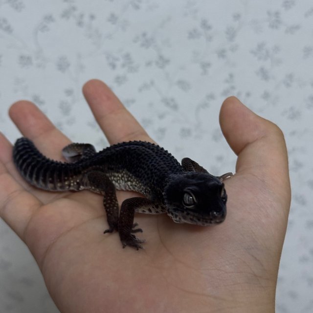 블랙나이트 만다린