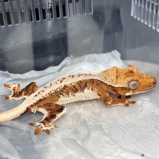 Lilly White Tri Tangerine