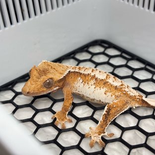 Normal Tri Extreme Harlequin Tangerine