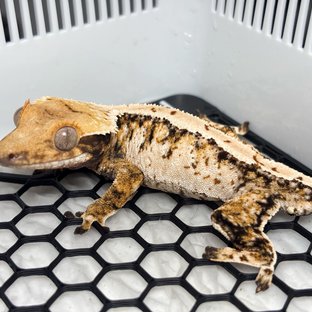 Normal Tri Extreme Harlequin