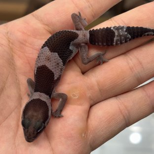 Oreo Het Ghost