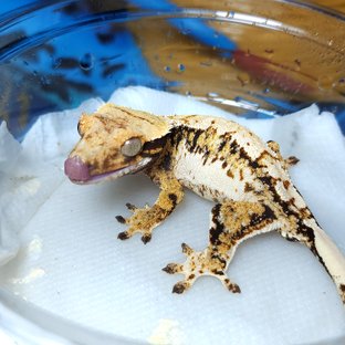 노멀 트라이 익스트림할리퀸