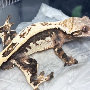 Sable Full Pinstripe Quad