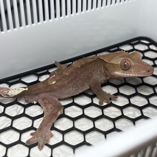 Axanthic