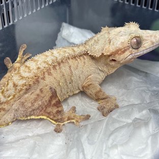 Normal Red Creamsicle Phantom