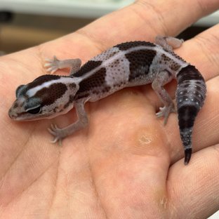 Oreo Het Ghost