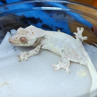 릴리화이트 트라이 솔리드백