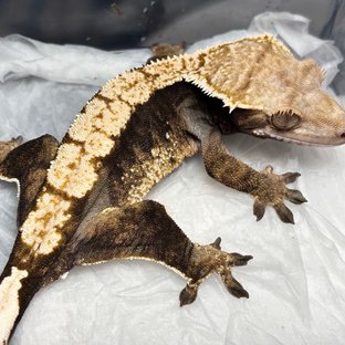 Normal Tri Harlequin White Crown White Spot