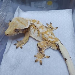 라온