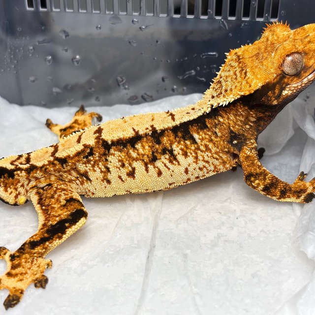 Normal Tri Extreme Harlequin White Spot Tangerine