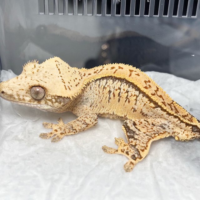Normal Tri Extreme Harlequin White Pin