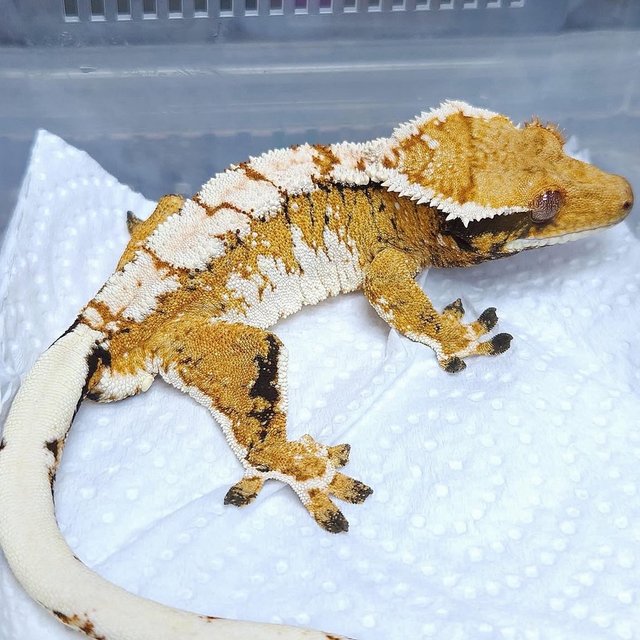White Crown Normal Extreme Harlequin Tri