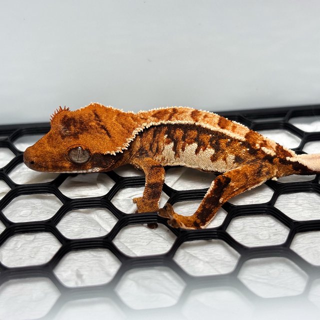 Normal Tri White Crown Extreme Harlequin Tangerine