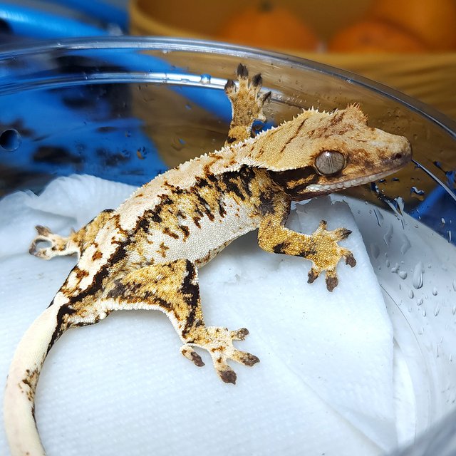 노멀 트라이 익스트림할리퀸