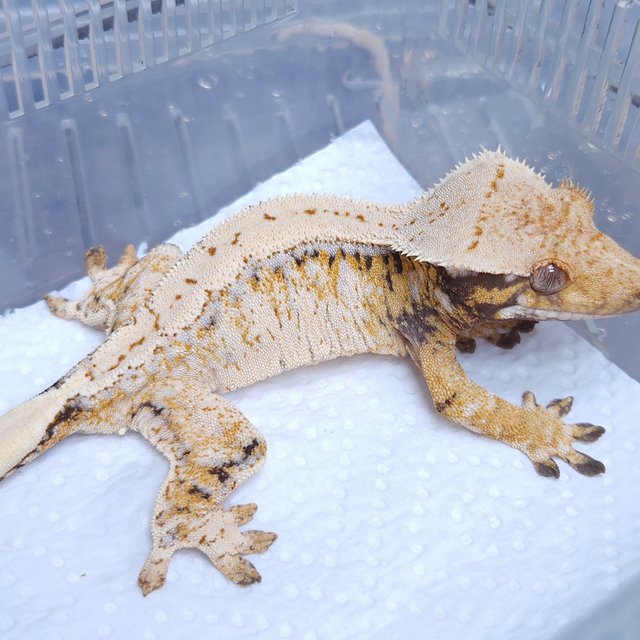 Normal Tri Extreme Harlequin Drippy White Spot