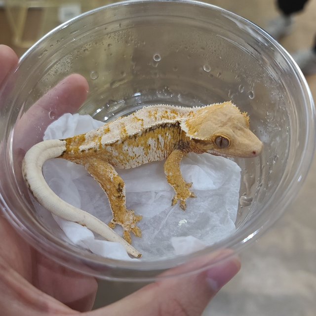 Normal Tri Extreme Harlequin White Spot White Crown