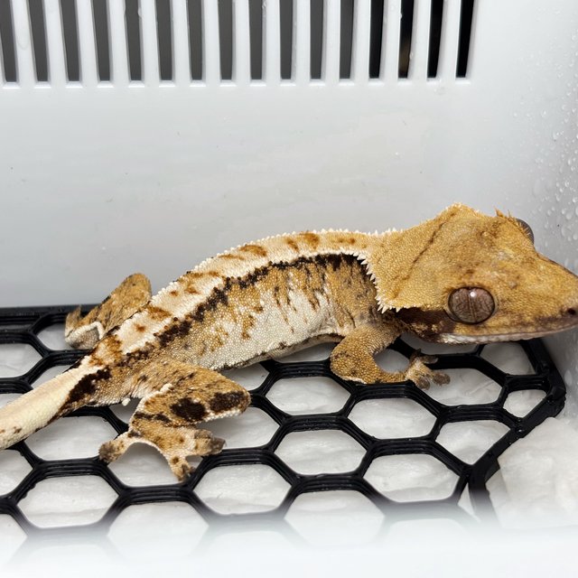 Normal Tri Extreme Harlequin