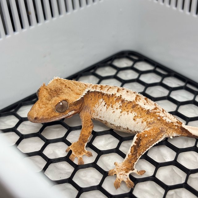 Normal Tri Extreme Harlequin Tangerine