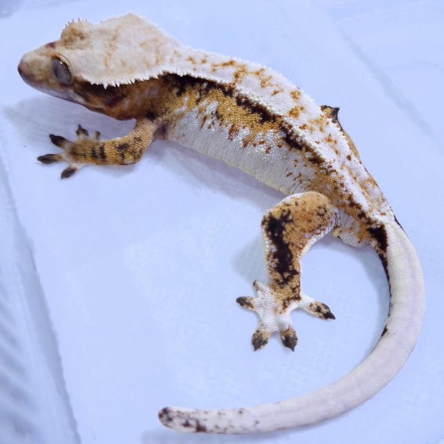 Tri Extreme Harlequin Normal