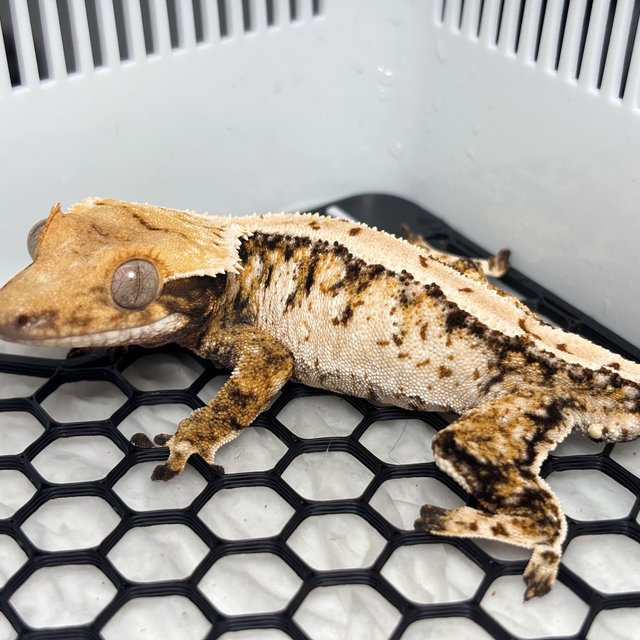 Tri Normal Extreme Harlequin