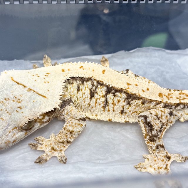 Normal Tri Drippy Extreme Harlequin