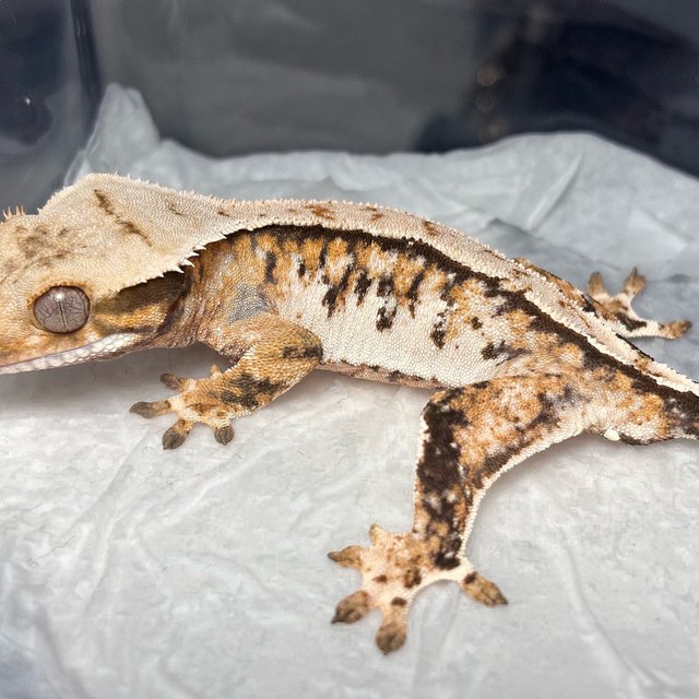 Normal Tri Extreme Harlequin