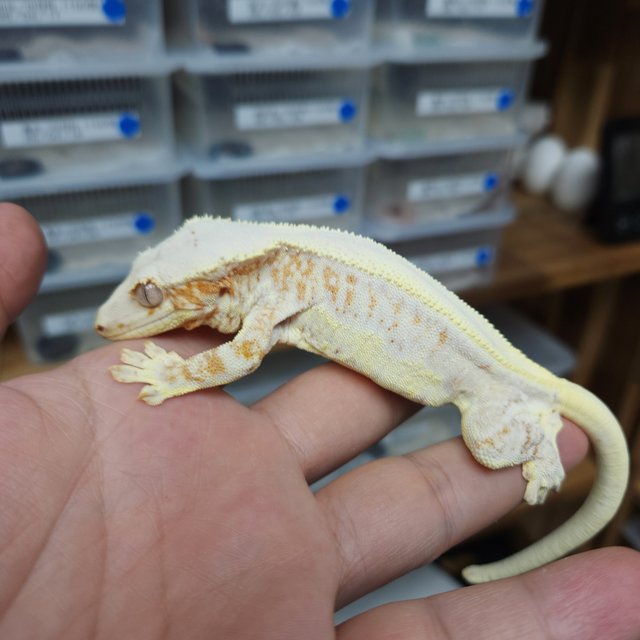 Lilly White Creamsicle