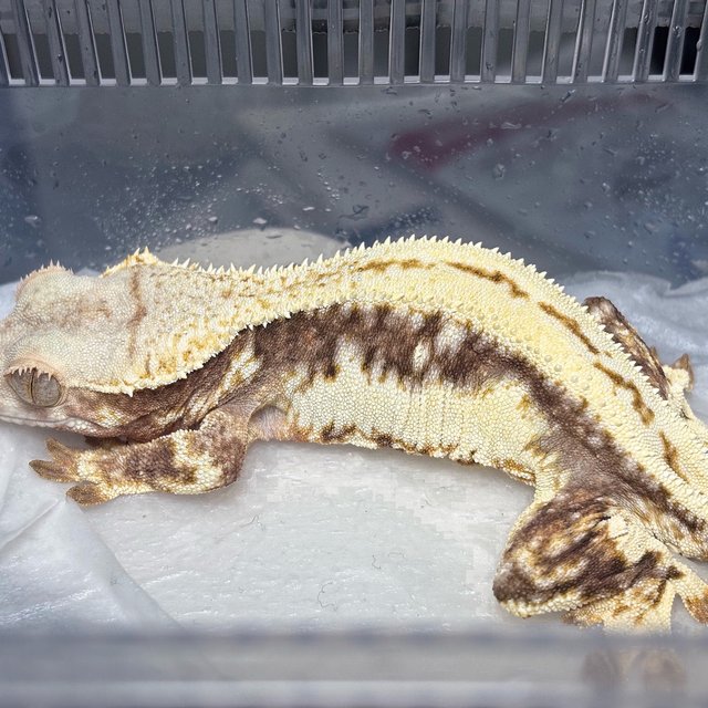 Lilly White Super Stripe Empty Back