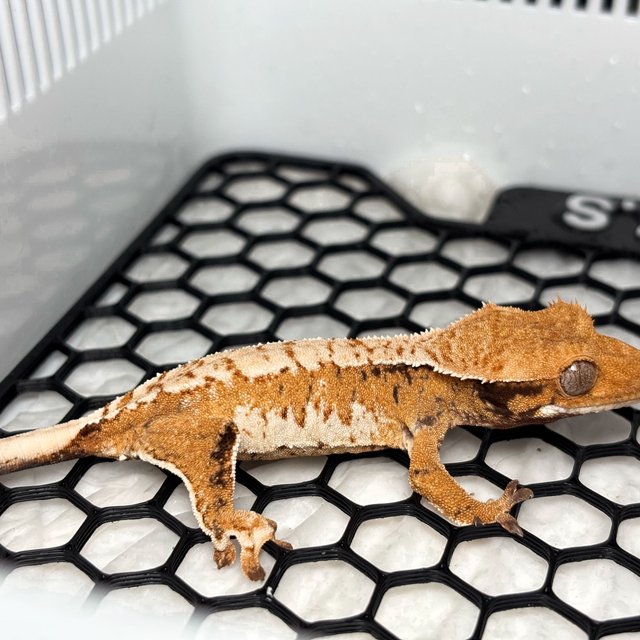 Normal Tri Extreme Harlequin Tangerine