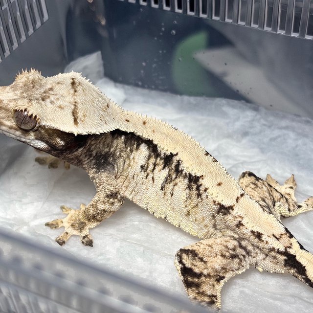 Tri Extreme Harlequin