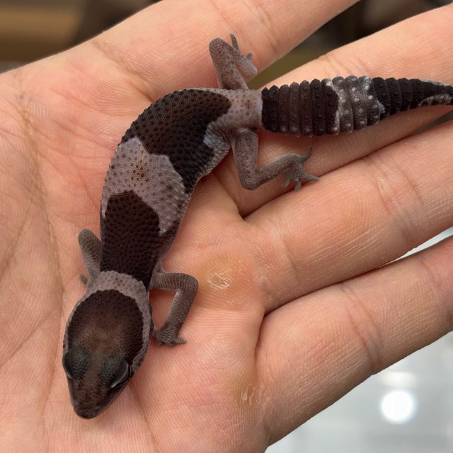 Oreo Het Ghost