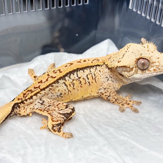 Normal Tri Extreme Harlequin White Pin