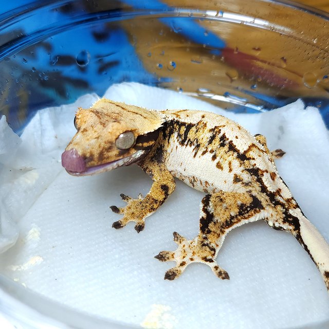 노멀 트라이 익스트림할리퀸