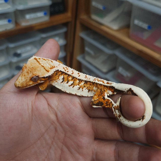 Normal Tri Extreme Harlequin