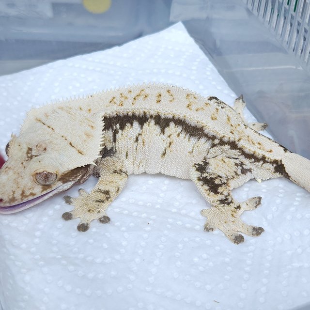 Normal Drippy Quad Pinstripe