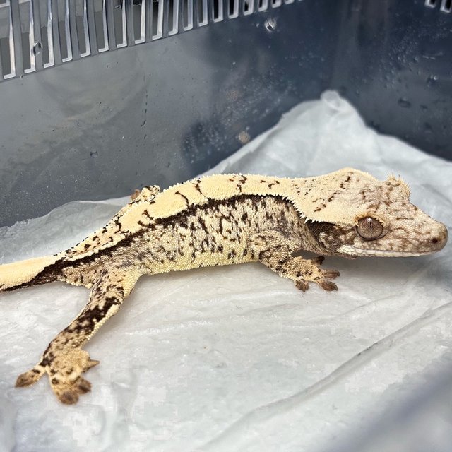 Normal Tri Extreme Harlequin White Spot