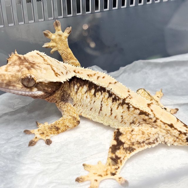 Normal Tri Extreme Harlequin White Spot