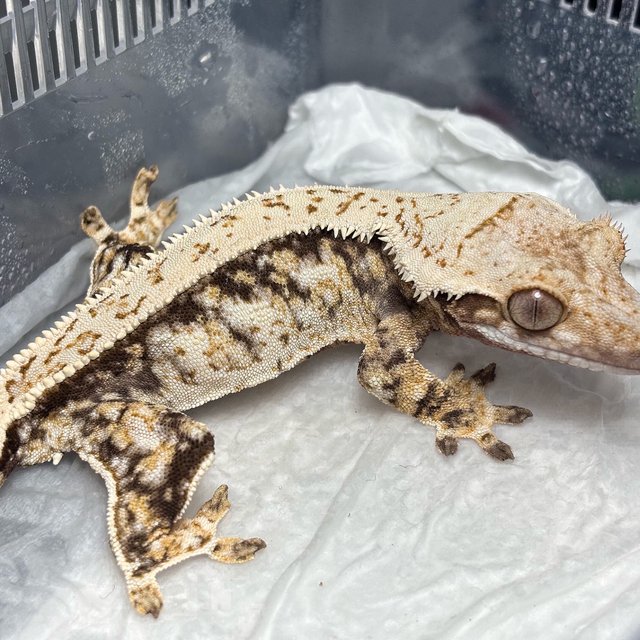 Normal Quad Full Pinstripe White Spot Drippy